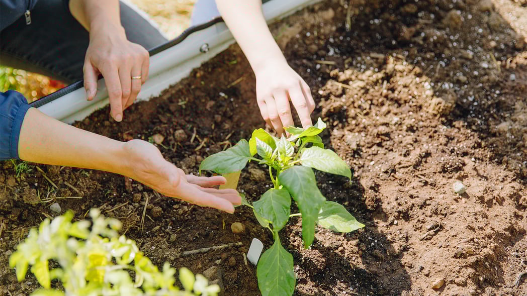 2025-05-06-Food-Initiative-Spring-Newsletter-Growing