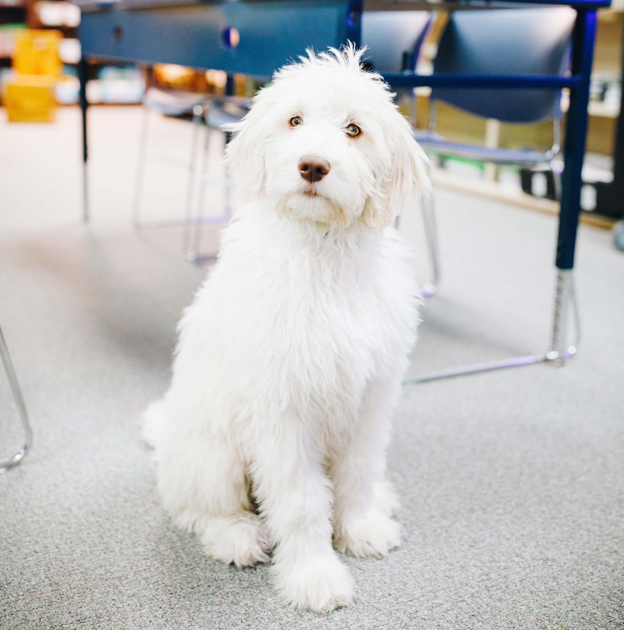 Bolt the Service Dog