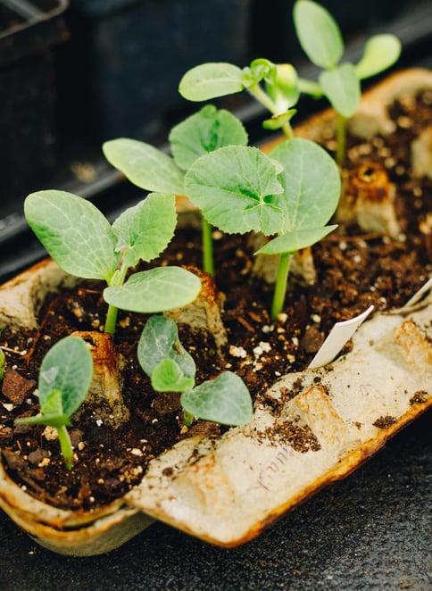 CopperShores-seedsgrowing