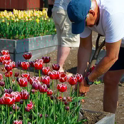 Man in Tulip Garden 2