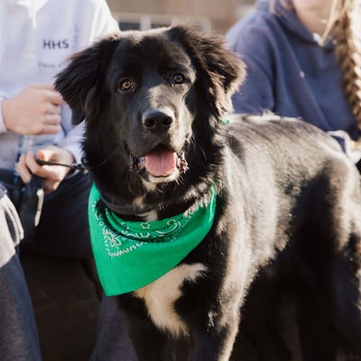 Puppy parade landing page 1