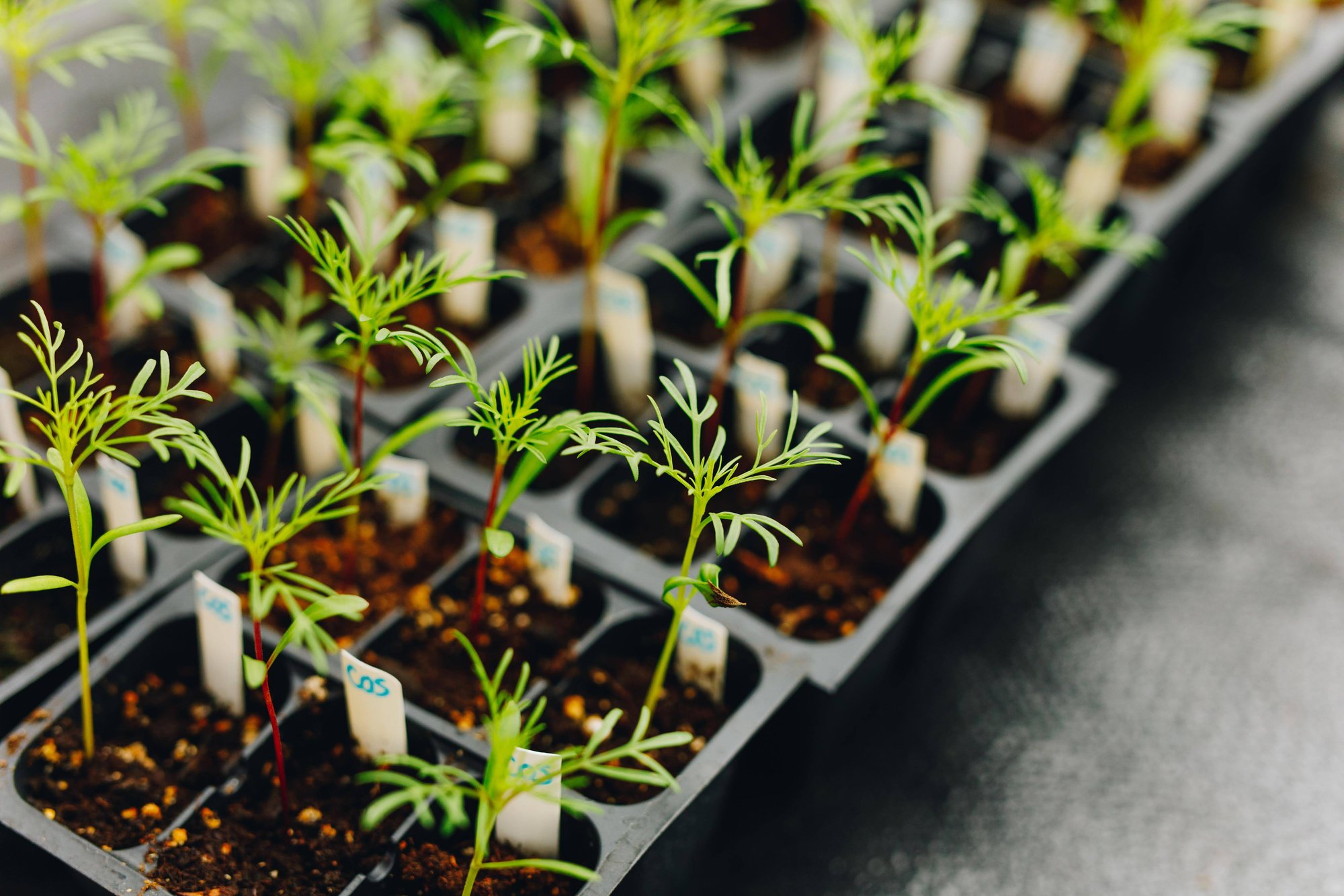 micro greens